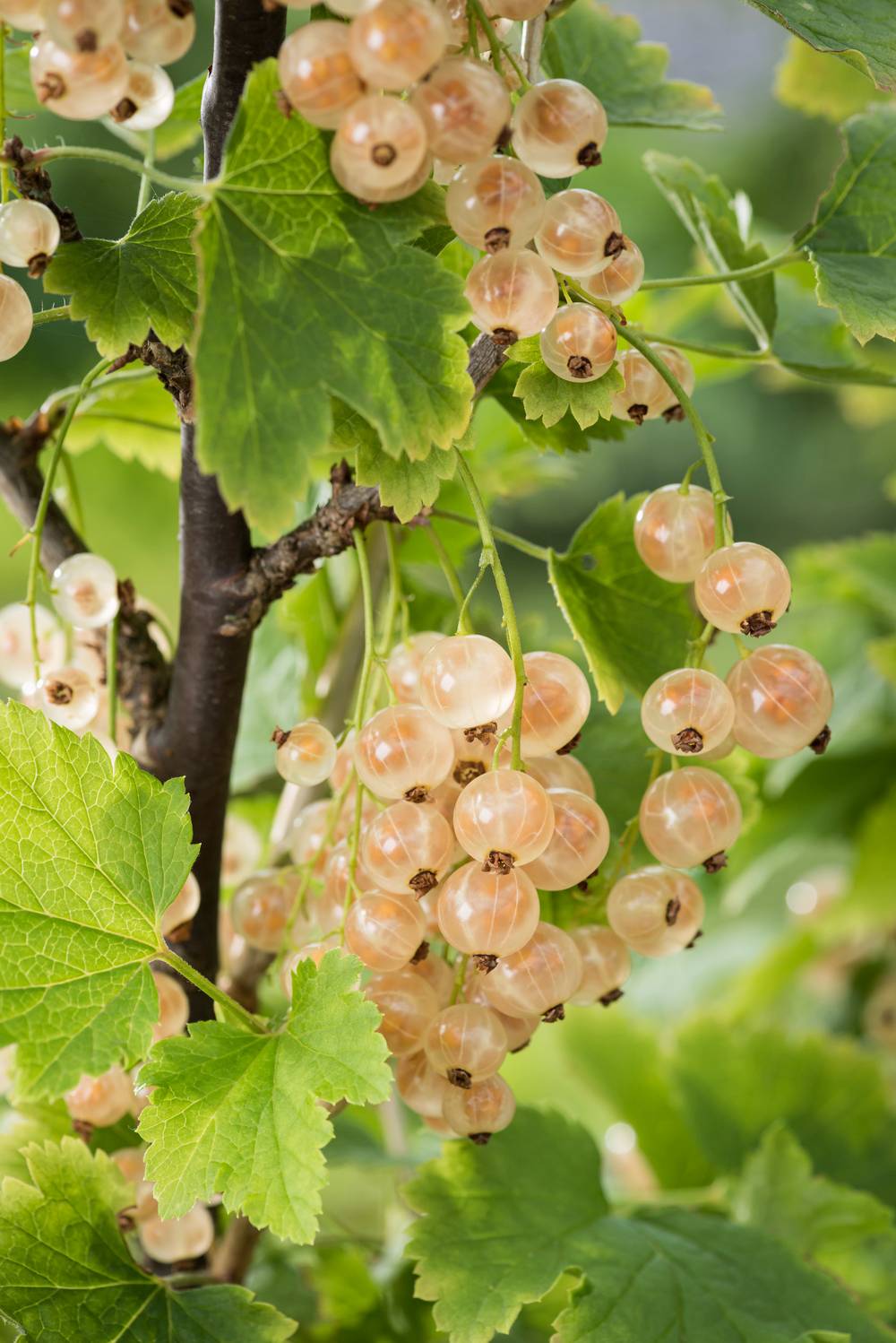 Groseillier à grappes 'Blanka'