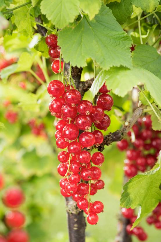 Groseillier à grappes 'Jonkheer van Tets' - INVIVO nous on sème - Bio