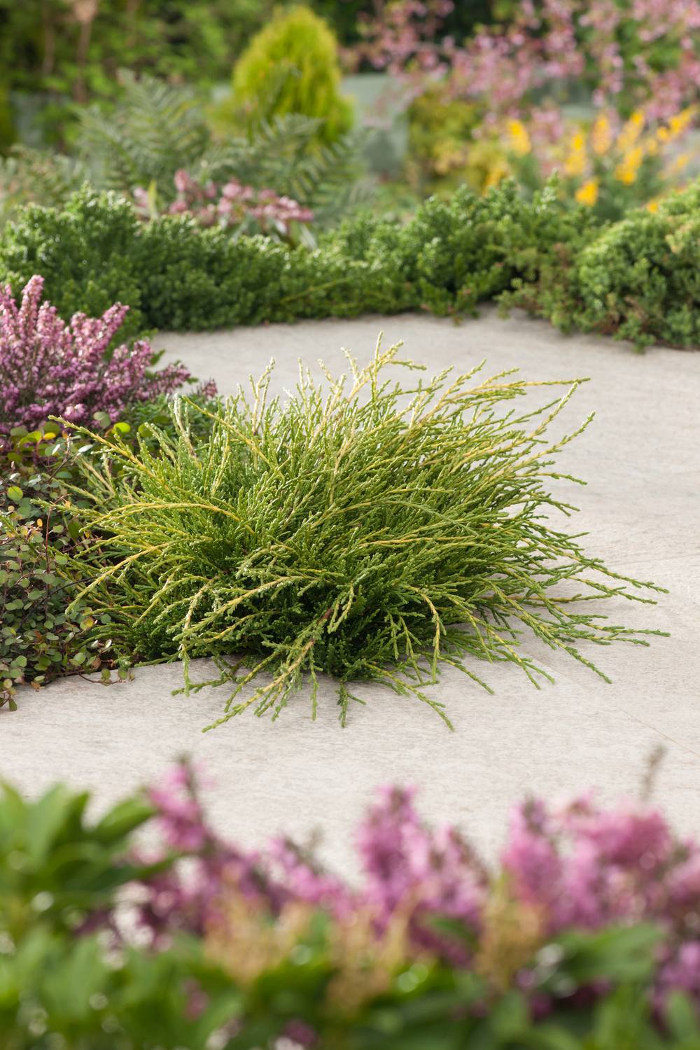 Juniperus media 'Old Gold' - Genévrier