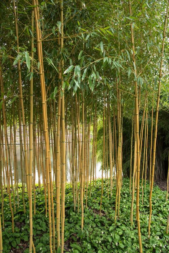 Phyllostachys vivax 'Aureocaulis' - Bambou