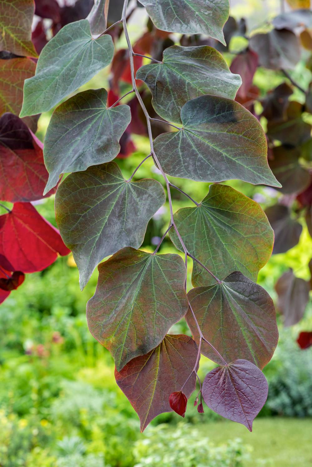 Cercis canadensis 'Forest Pansy' - Arbre de Judée