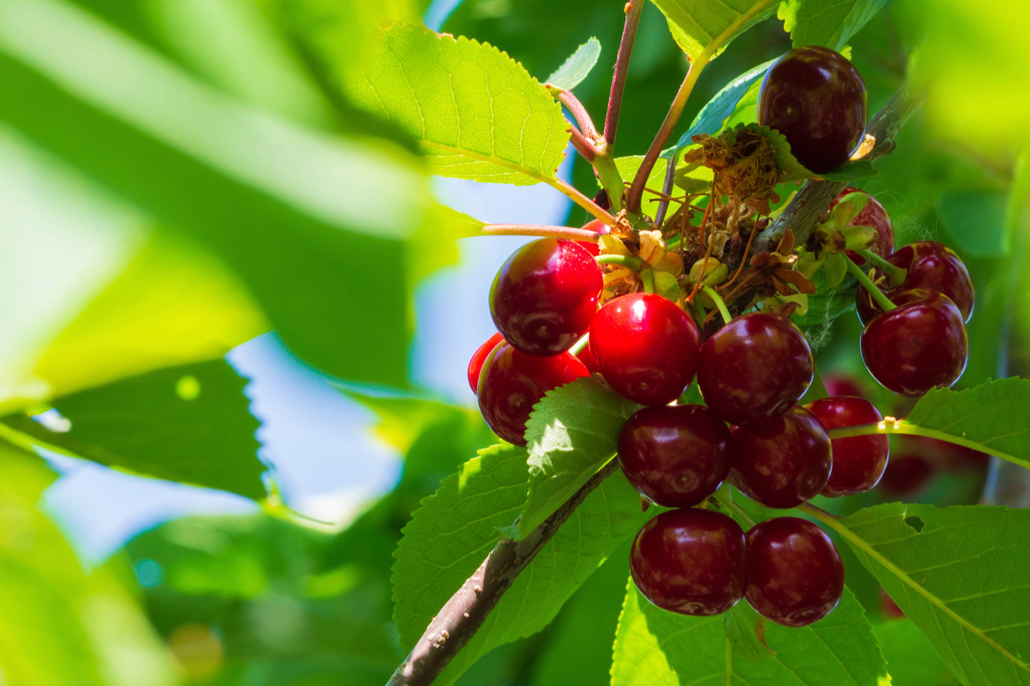 Cerisier nain 'Garden Bing'®