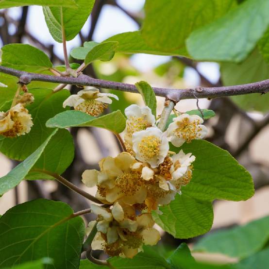 Kiwi mâle - Actinidia deliciosa